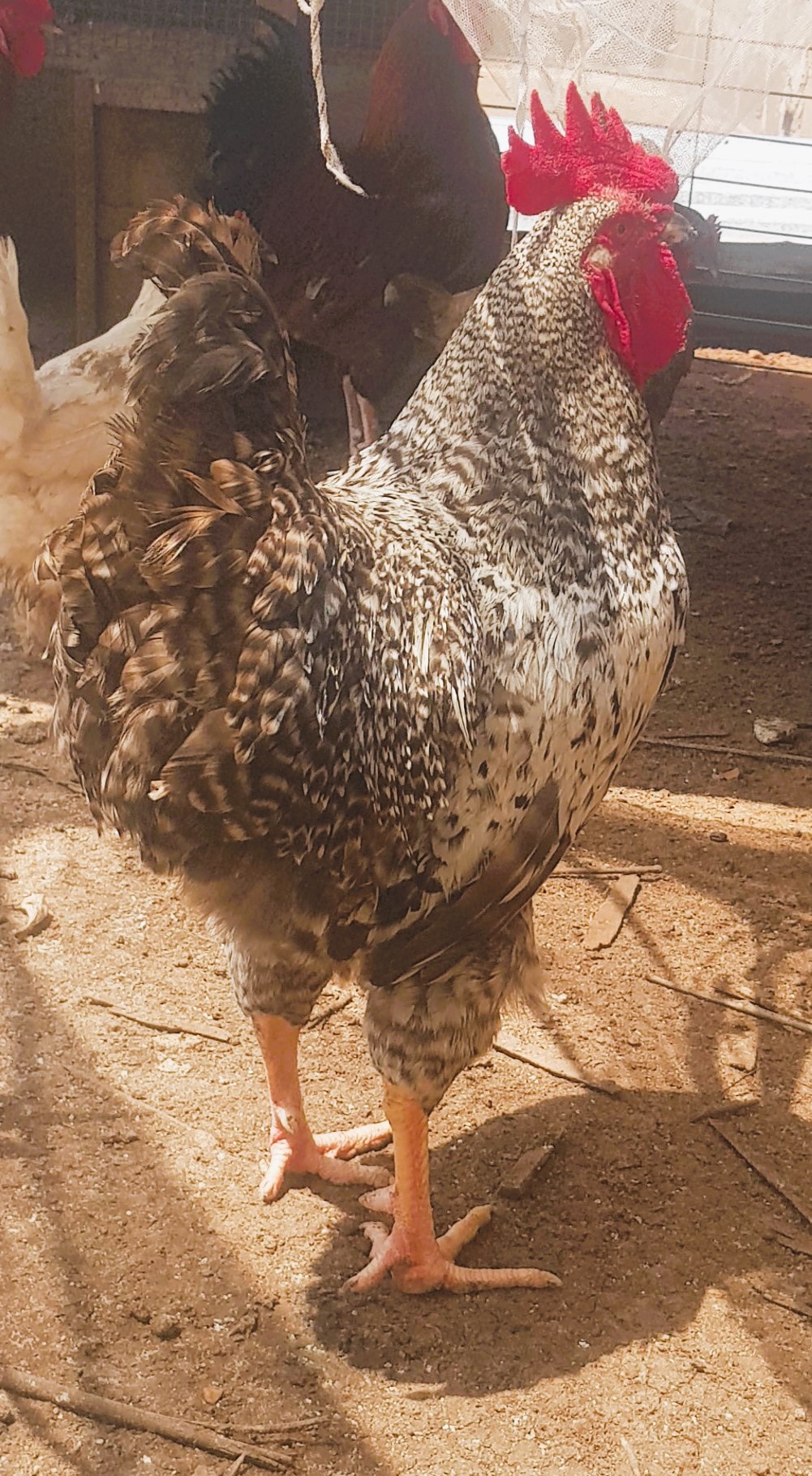poulet,poussin,pintade,dinde,pigeon